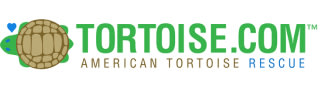 tortoise website logo
