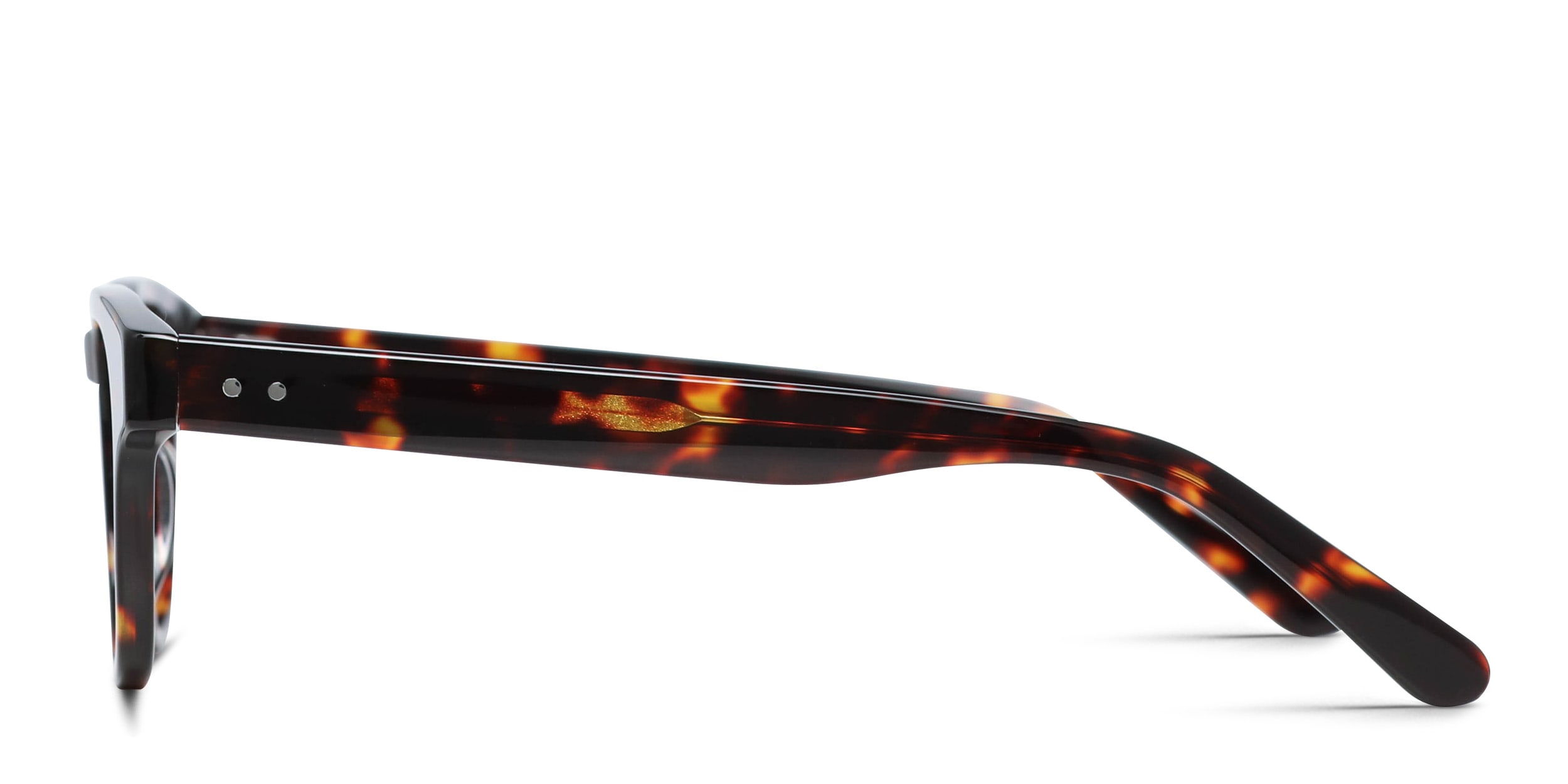 Muse Launch Tortoise In Tortoise